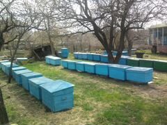 Продажа пчел. Продажа пчелопакетов. Луганск