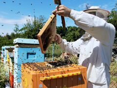 Помогу Вам убрать рой пчёл с Вашей территории