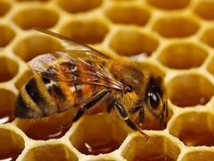 Продаю пчелосемья с ульями и инвентарём