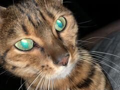 Бенгальская Кошка ищет кота для вязки