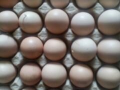Яйцо инкубационное (Брама)