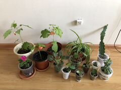 12 растений набором