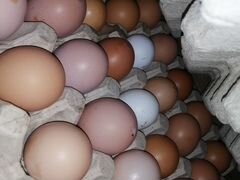 Домашнее куриное яйцо