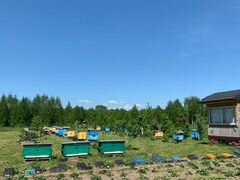 Продаются пчелы