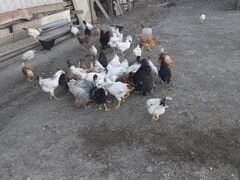 Продаются куры разные, есть еще и цыпляты