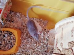 Мышки песчанки
