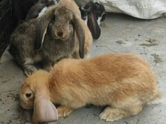 Кролики породы Баран чистокровные