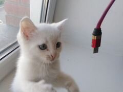 Белый котик с голубыми глазками Турецкой ангоры