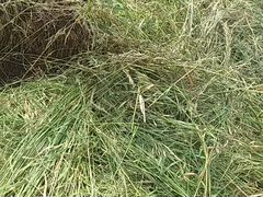 Трава и сено 2020 года в мешках