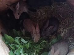 Кролики 1 мес