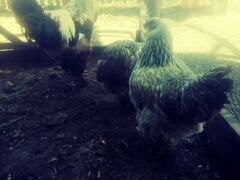 Брама петух и 3 курицы