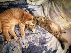 Кошка и Кот