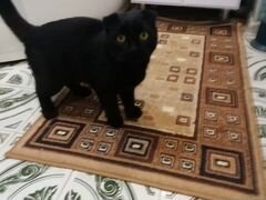 Кот вислоухий, черный