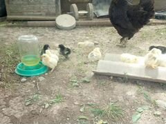 Квочка с цыплятами (10-12 цыплят )