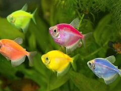 Тернеции разноцветные 5 рыбок +1 смотрите описание