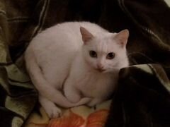 Молодая белоснежная кошка