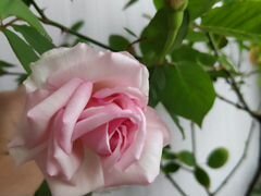 Чайная роза