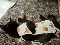 Котята 1.5 месяц черные