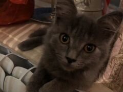 Милый породистый серый котёнок
