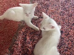 Два белых котёнка