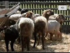 Продам овец Романовской пароды