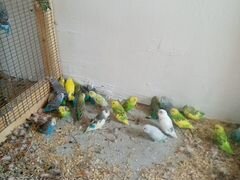 Волнистые попугаи (пешеходы)