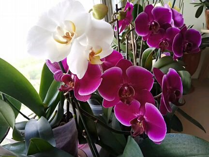 Орхидея-фаленопсис