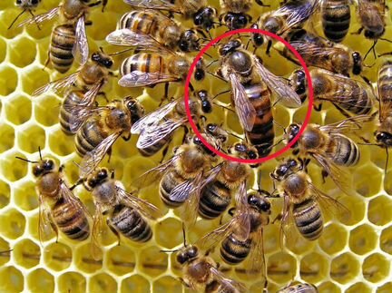 Пчеломатки неплодные. Маточники