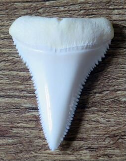 Зуб большой белой акулы L38,7мм