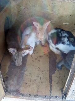 Кролики обмен