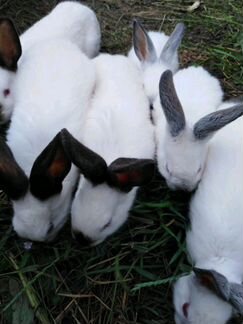 Кролики Колифорнийские