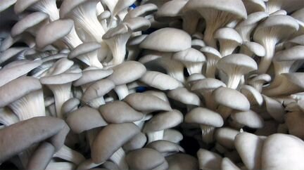 Производство грибов (шампиньоны, вешенка)
