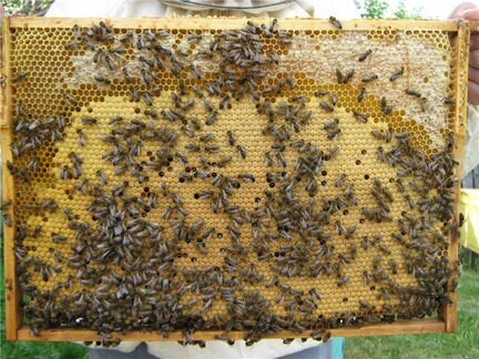 Готовый бизнес пчеловодство