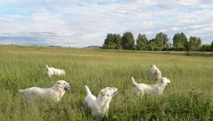 Щенки среднеазиатской овчарки