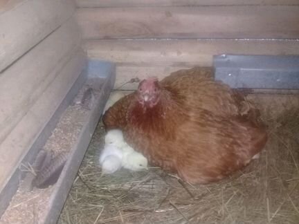 Цыплята Леггорн и инкубационное яйцо