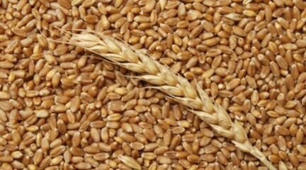 Пшеница нового урожая