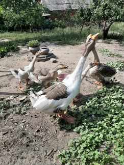 Семья холмогорских гусей
