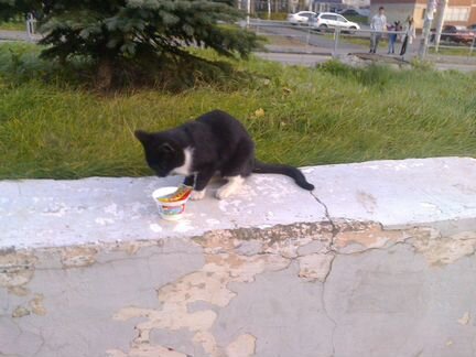 На улице Породистый котик (черный, белогрудый)