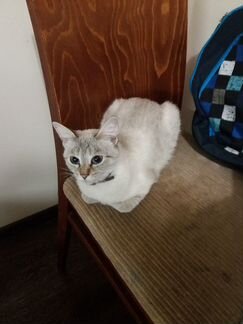 Кошка (Тайская)