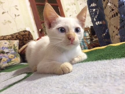 Котёнок, порода тайский ред кот