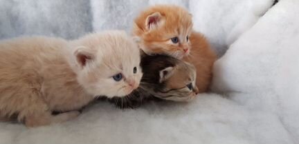 Котята от персидской кошки