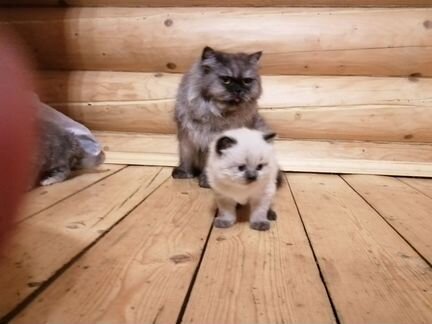 Персидская кошечка ищет кота для вязки