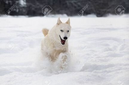 Собака породы Маломут Алясский (как хаски)