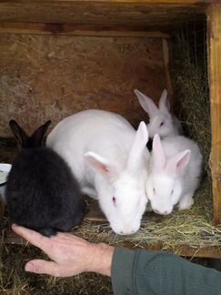 Продаются кролики и крольчата