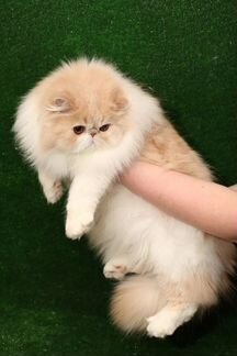 Персидский котёнок, мальчик 7,5 месяцев