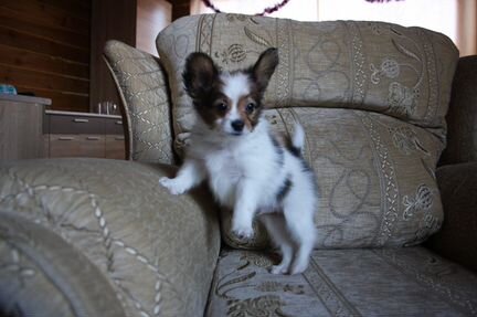 Папийон - очаровательный щенок, 2 месяца