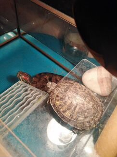 Красноухих черепахи ищут дом