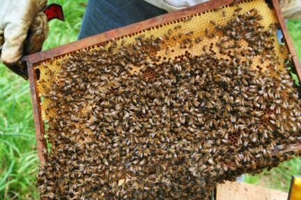 Продам Пчелосемьи с ульями