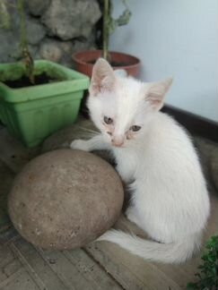 Котёнок-альбинос в хорошие руки