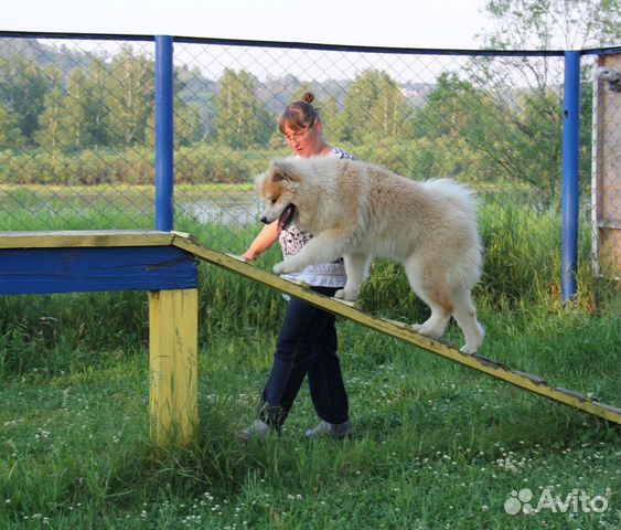 Дрессировка собак (Хомутово, Иркутск)
